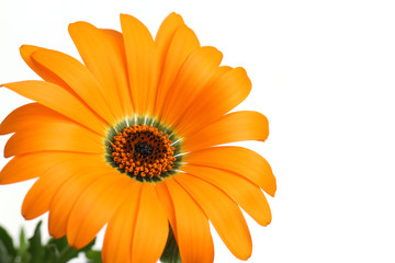 orange African daisy full bloom close up in the white