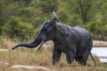 African bush elephant in Kruger National park, South Africa