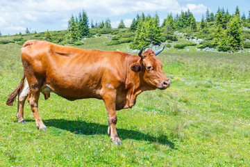 Cow grazing on a green meadow