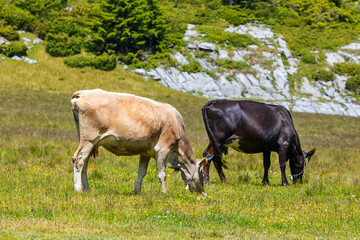 Obraz premium Herd of cows at summer green field
