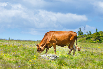 Cow grazing on a green meadow