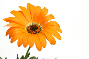orange African daisy full bloom close up in the white #3