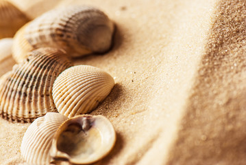 sea shells with sand as background