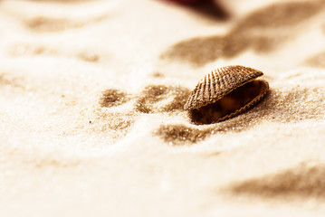 sea shells with sand as background