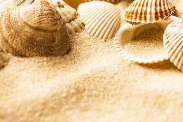 sea shells with sand as background
