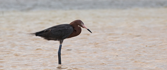 Windblown Reddish Egret hunting in Isla Blanca Cancun Mexico tidal waters