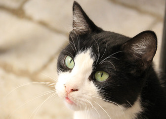 Beautiful kitten portrait