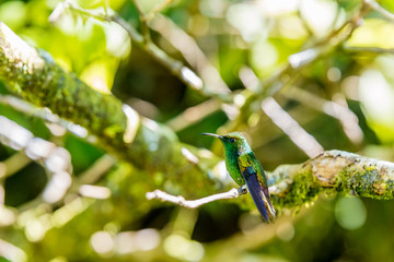 Beautiful Hummingbird with amazing colors
