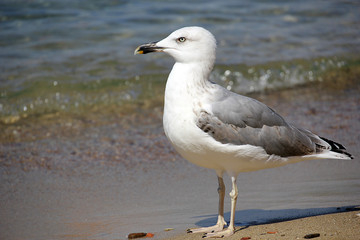 A seagull on the beach