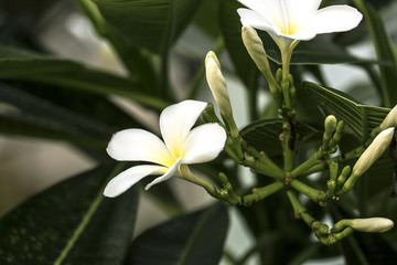 Fototapeta premium Frangipani tropical flowers from deciduous tree, plumeria