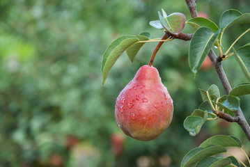 Red pear with raindrops