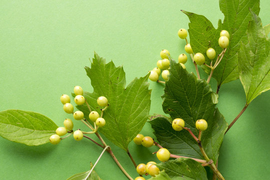 ビバーナムコンパクターベリー