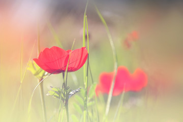Obraz premium abstract and dreamy photo with low angle of red poppies against sky with light burst. vintage filtered and toned with glitter overlay 