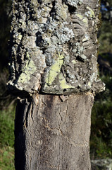 Detalle del tronco de un alcornoque.