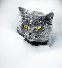 The snow cat