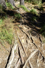 Detalle de las ra&iacute;ces de los pinos.