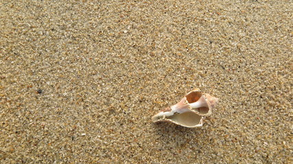 Fototapeta na wymiar fossil on the beach
