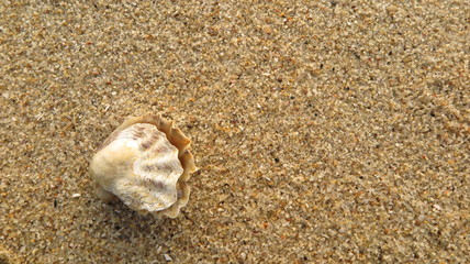 fossil on the beach