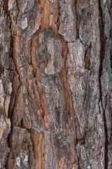 Tree bark