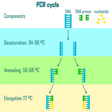 pcr cycle stages