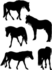 five black horses on white