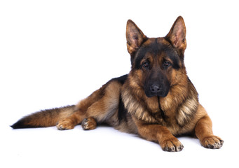 German shepherd on a white background
