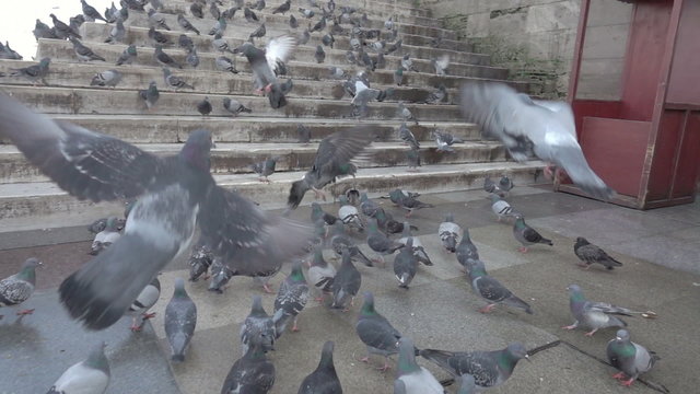 Slow motion video of the flying pigeons over the steps of the New Mosque in Istanbul, Turkey. Slowed down ten times from 250p to 25p.