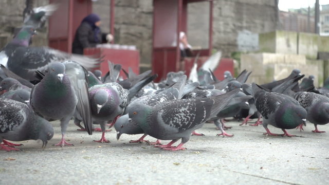 Slow motion video of the feeding pigeons in the touristic Eminonu Square in Istanbul, Turkey. Bird food sellers at the background beyond the focus area. Slowed down ten times from 250p to 25p.