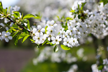 Cherry blossoms on a branch in the sunshine. Tonning photo