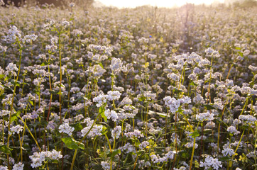 Field of flowering buckwheat