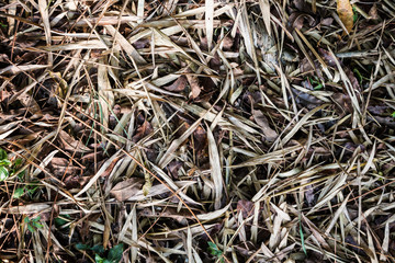 dry bamboo leaf on ground