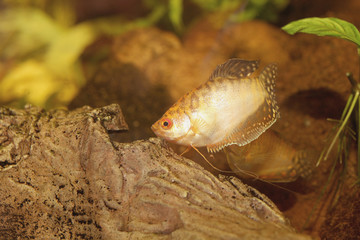 Gold fish in aquarium