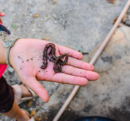 earhtworm in the hand closeup