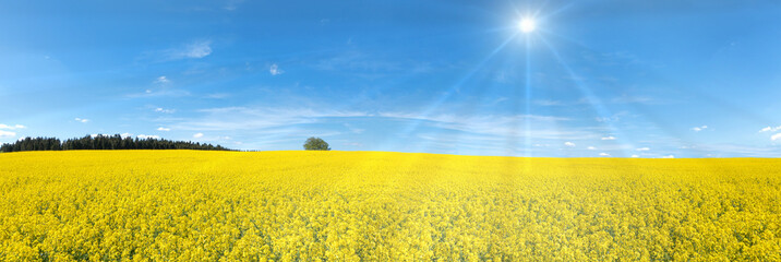 Blühendes Rapsfeld Panorama mit Sonnenstrahlen 