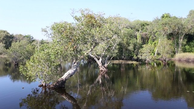 River and Forest