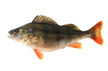 perch  female