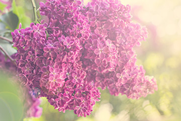 Green branch with spring lilac flowers