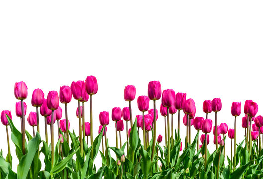 Bright fresh tulips isolated on white background.