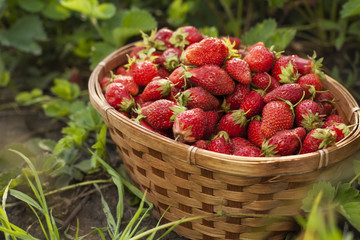 basket with berry in grass