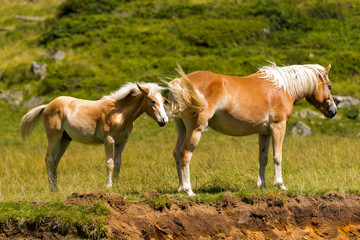 Naklejka na ściany i meble Brown and White Mare with Foal / Brown and white horse with foal in mountain. National Park of Adamello Brenta, Trentino Alto Adige, Italy