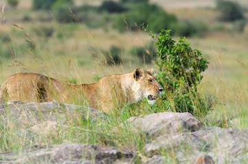 Naklejka na ściany i meble Close lion in National park of Kenya