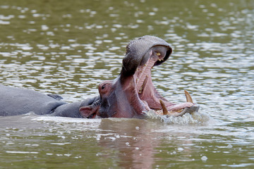 Fototapeta premium Hippo in the water