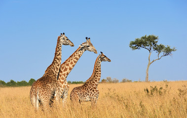 Giraffe in National park of Kenya