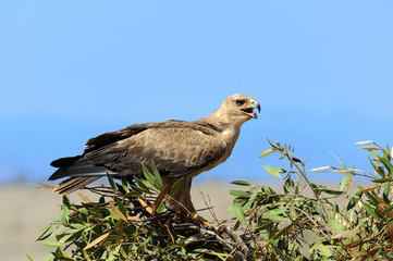 Tawny eagle (Aquila rapax)