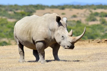 Wall murals Rhino African white rhino