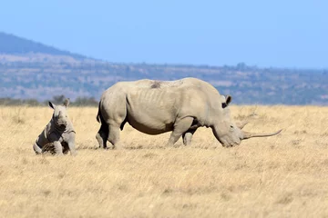 Papier Peint photo Lavable Rhinocéros rhinocéros blanc africain