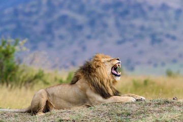 Fermez le lion dans le parc national du Kenya