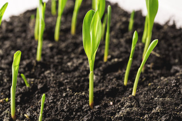 Young sprout in springtime