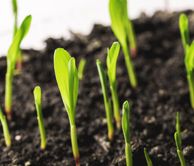 Young sprout in springtime