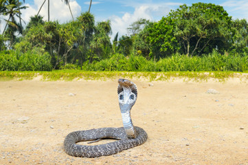 Naklejka premium king cobra in the wild nature